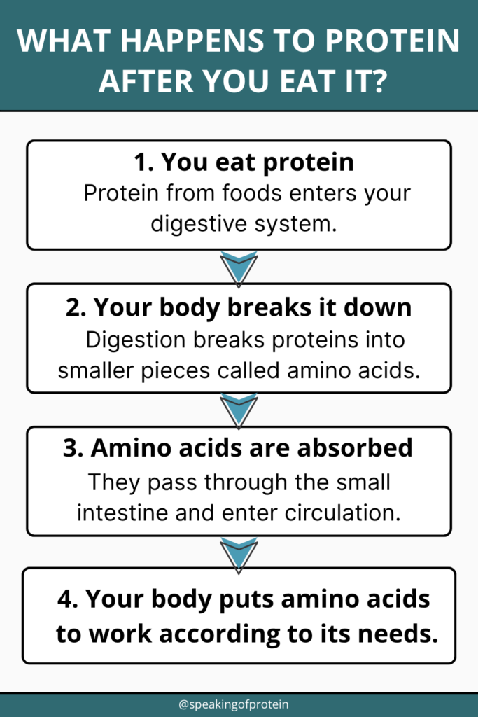 Infographic showing how the body breaks down dietary protein into amino acids for absorption and use.